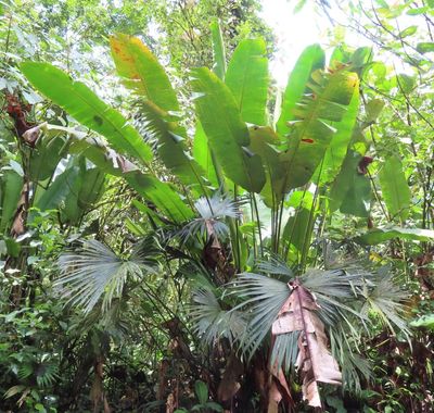 Traveller's Palm, along the lakeshore trail at Lake Arenal dam
(Ravenala madagascariensis)