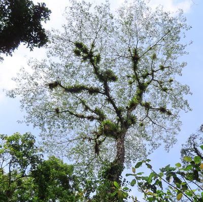 Interesting tree on lakeshore trail, where we stopped on our way to San José