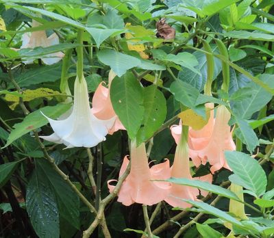 Angel's Trumpet
(Brugmansia arborea)