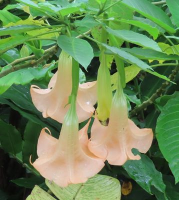 Angel's Trumpet, at the Cinchona Soda, where we stopped for lunch and birding, on our return to San José
(Brugmansia arborea)