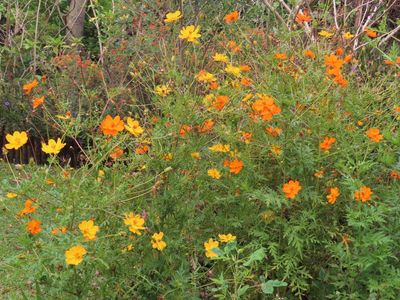 Yellow Cosmos, at Hotel Bougainvillea
(Cosmos sulphureus)