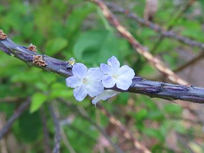 Rattail, on the grounds at Hotel Bougainvillea
(Stachytarpheta cayennensis)
