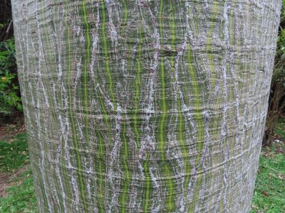 Close-up of the bark of the kapok tree