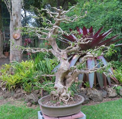 Mary admired the giant bonsai.