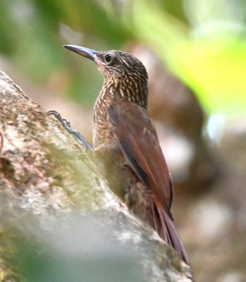 Cocoa Woodcreeper
We heard and saw several of these birds over the next few days.