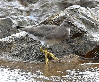 Wandering Tattler
Down on the rocky beach, which was just out the front door of our cabin, we spotted this bird making its way at the water's edge.