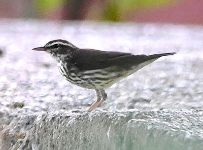 Northern Waterthrush
It hung out daily in and around bushes near our cabin.