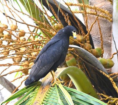 Common Black Hawk
In a palm tree near the water in front of the resort
