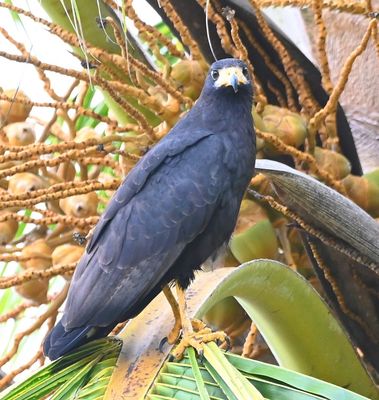 Common Black Hawk