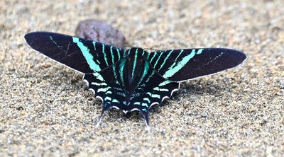 Urania Swallowtail Moth
(Urania fulgens)