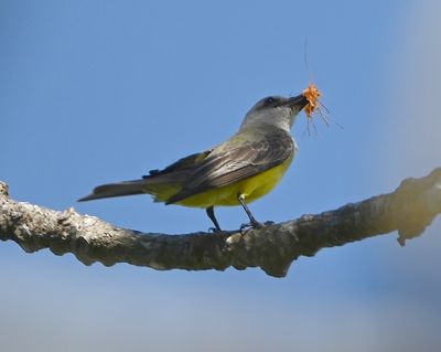 Tropical Kingbird
With some colorful nesting material