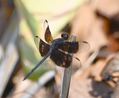 Black-winged Dragonlet
(Erythrodiplax funerea)