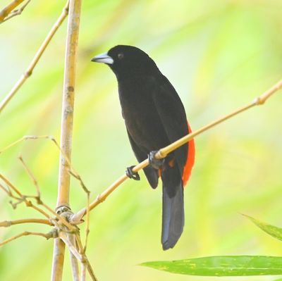 Male Scarlet-rumped Tanager