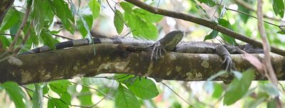 Green or Common Iguana
(Iguana iguana)