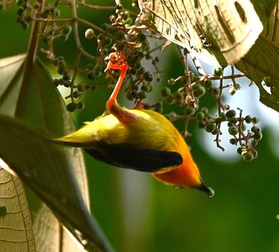 Male Orange-collared Manakin
With a palm fruit in its bill