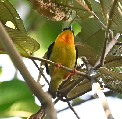 Male Orange-collared Manakin