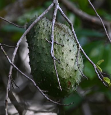 Soursop
(Annona muricata)
At Drake Bay Wilderness Lodge