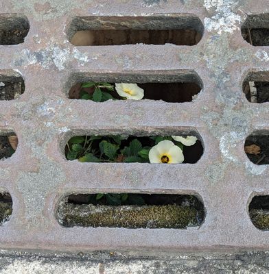 Cuban Buttercup
(Turnera subulata)
Growing in a drain in the parking lot at Hotel Bougainvillea