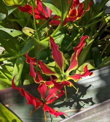 Flame Lily
(Gloriosa superba)