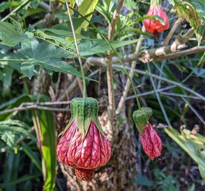 Redvein Abutilon
(Callianthe picta)