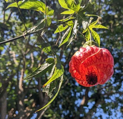 Redvein Abutilon
(Callianthe picta)