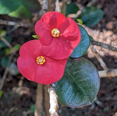 Thornless Crown of Thorns
(Euphorbia geroldii)