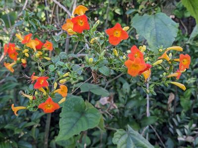 Marmalade-Bush
(Streptosolen jamesonii)