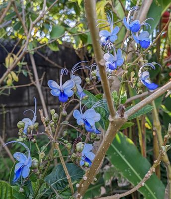 Rough-leaved Cats-Whiskers
(Rotheca myricoides)