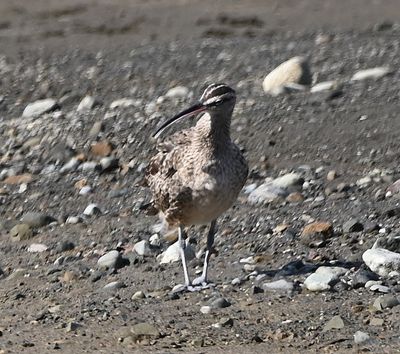 Whimbrel, as we walked up the beach toward the Corcovado National Park entrance, after arriving by boat