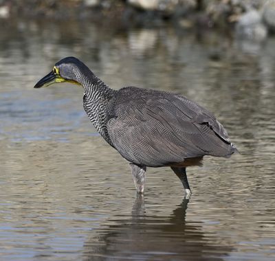 Bare-throated Tiger-Heron