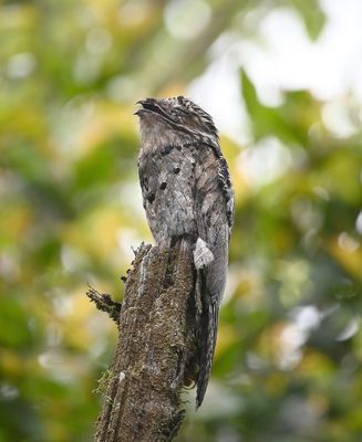 Common Potoo
After we signed in at the park entrance, our local guide Jos showed us this Common Potoo, sitting atop a snag nearby.
