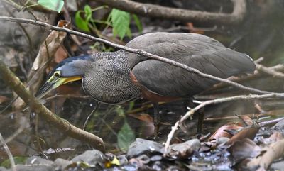 We stopped on a wooden bridge across a little stream to watch the Bare-throated Tiger-Heron hunt.