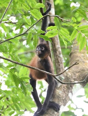 Central American Spider Monkey, at Parque National Corcovado
(Ateles geoffroyi)