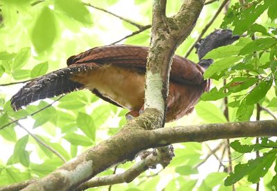 Female Great Curassow, in a tree