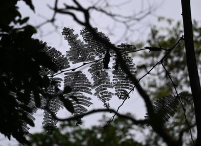 Patterns in the canopy