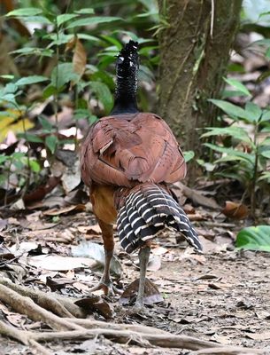 Back view of the female Great Curassow, walking away from us 