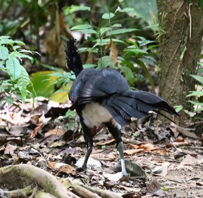The male Great Curassow was there too.