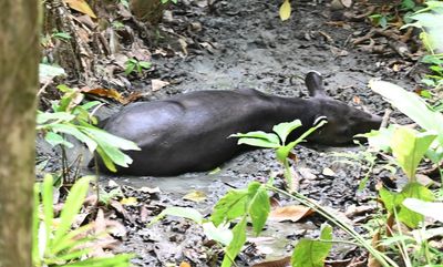 Baird's Tapir, resting in a cool wallow
(Tapirus bairdii)