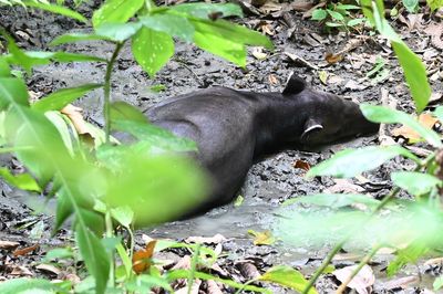 Baird's Tapir, not dead, just lounging