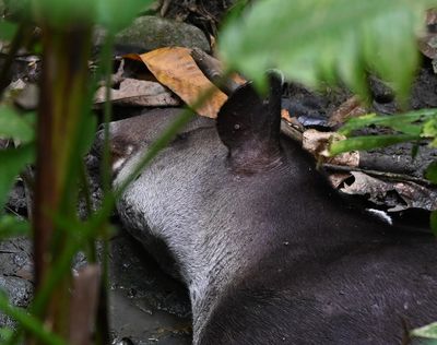 Head of the Baird's Tapir