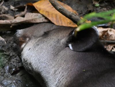 A very serene Baird's Tapir