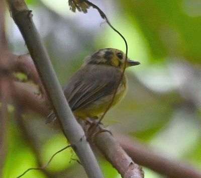 The Golden-crowned Spadebill was a little bird with big eyes that stayed around long enough to let us get good looks and a few photos.
