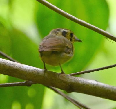 Golden-crowned Spadebill