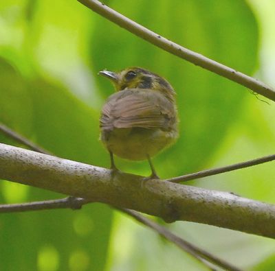 Golden-crowned Spadebill
A lot of the birds seemed to like to look at us over their shoulder, ready to fly away from us.