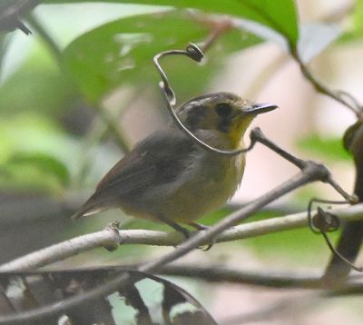 Golden-crowned Spadebill, a profile at last