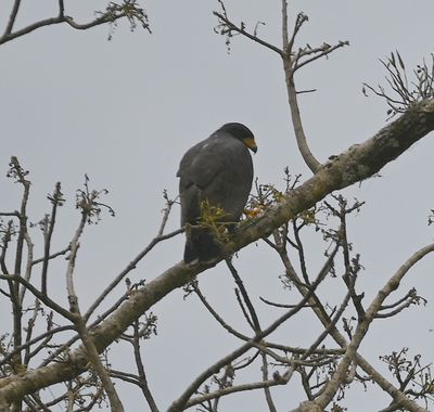 Common Black Hawk