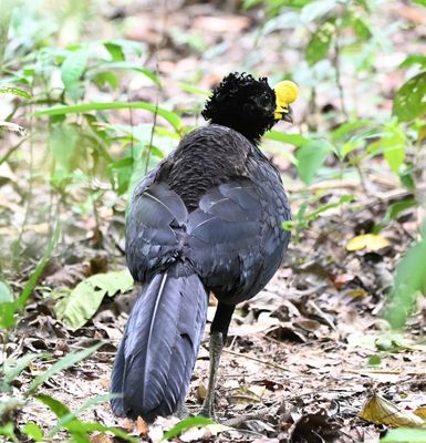 Male Great Curassow 