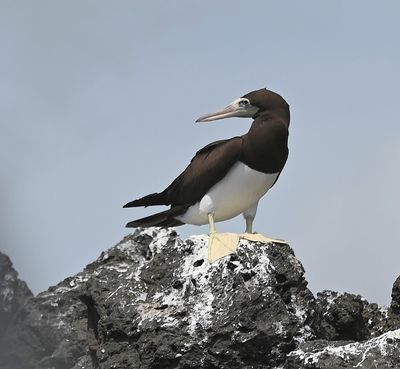 Adult Brown Booby
After our perilous, but successful, two-boat, open-water transfer to depart Corcovado, we stopped by a 'bird island' on the way back to Drake Bay Wilderness Resort, where we found Brown Boobies nesting.