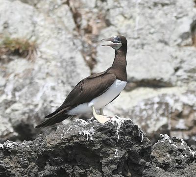 Brown Booby
After we got home, Jerry Davis was looking at photos closely and noticed this bird has a fish hook in its wing with fishing line attached.