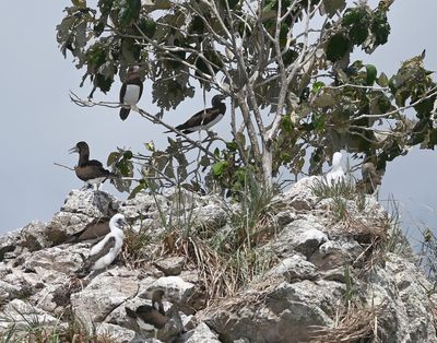 Young and adult Brown Boobies